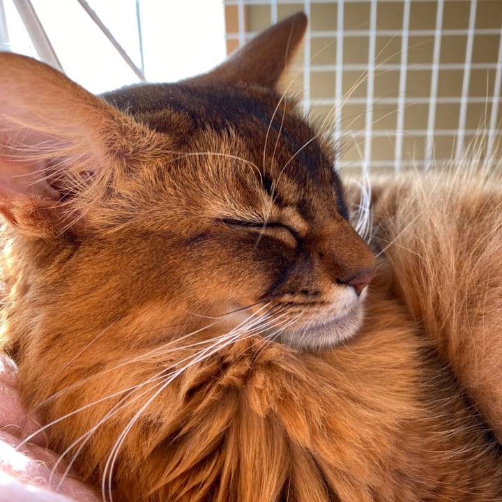 0c862f5c e976 4665 8347 0faf810b7dd7 1639362493251