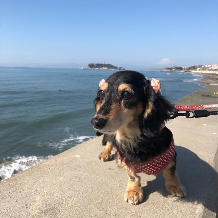 0c88a443 5e1f 44f2 bb39 cc2c46ddfc53 1582508371661