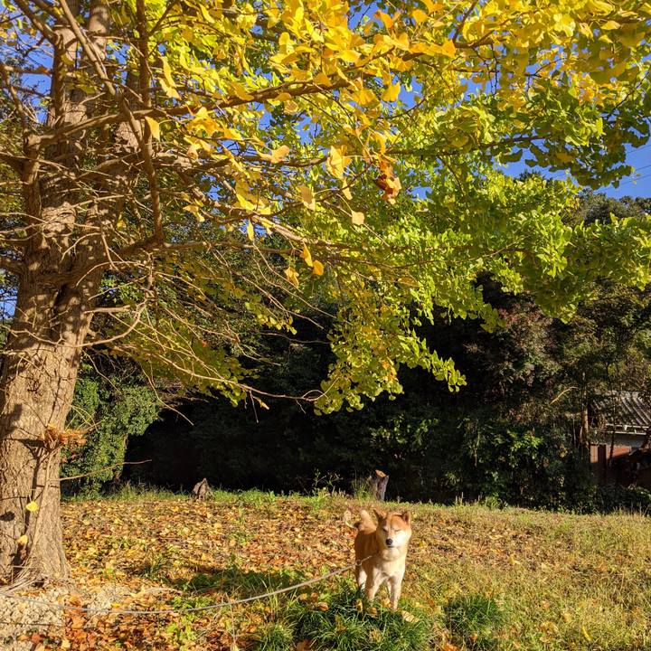 0c88f11a cc80 437c a5ae 0d3611dc35f9 1604218300709