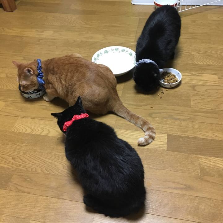 0c89a223 da6e 42c2 be81 74a1fea13077 1544610429772