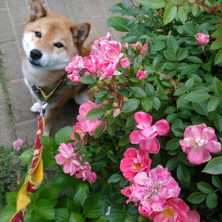 0c89f026 885b 44f9 a3ef 625e9e20b94f 1526114463749