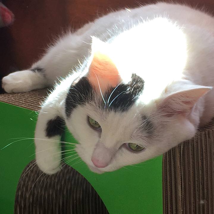 0c8c2938 4473 4817 a7a3 aa06212f8020 1581499590846