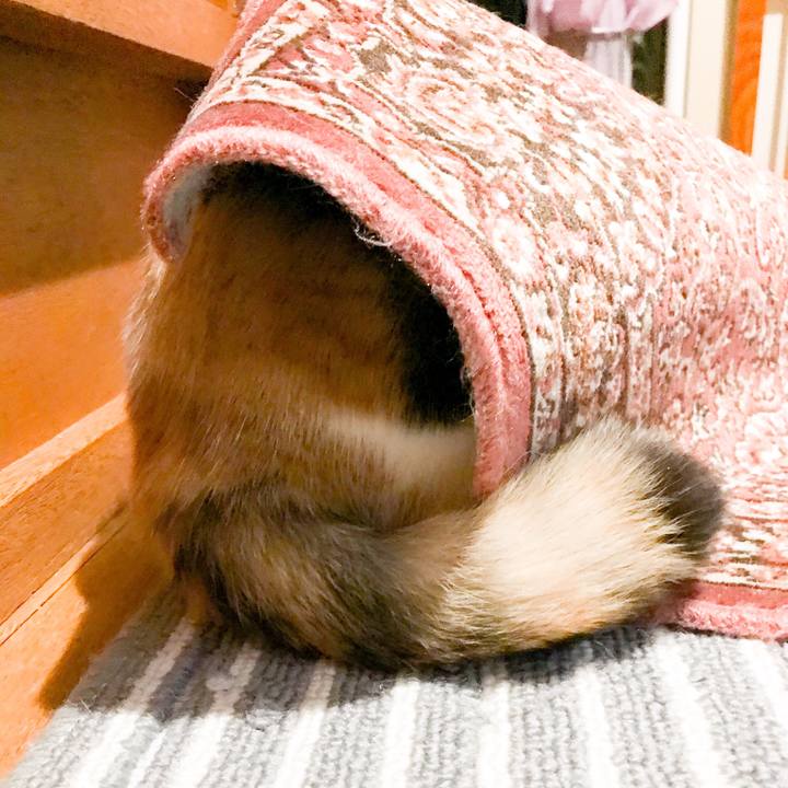 0c8e09f7 e0a6 4f9a 90a9 371377c4a81d 1523849832029