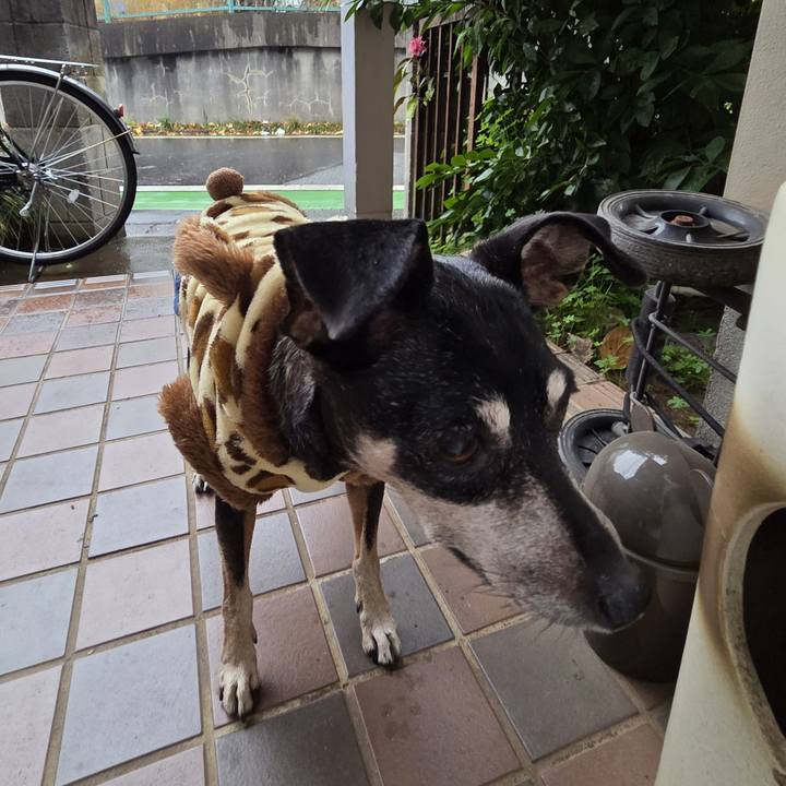 0c923a57 50f9 4caa b7cd 131463cadeed 1765674522487