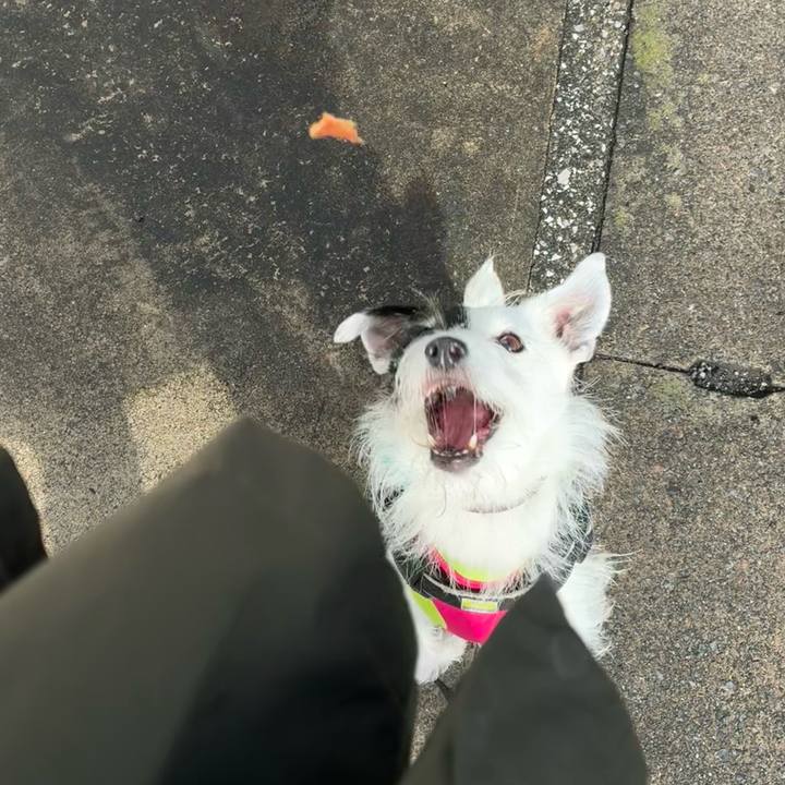 0c948a2d ce0c 491c a0f0 b1991ed712e8 1760574672674