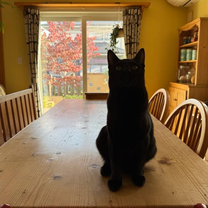 0c957ade 7029 46dc 8bcf 79a4d6549513 1762130228425