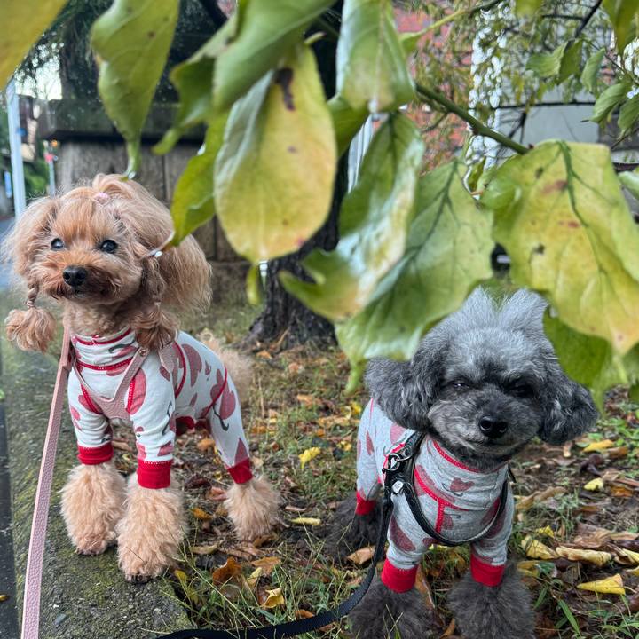 0c95ffab 0b8c 4200 8dcc fbd361ca4411 1761954733813