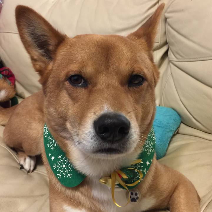 0c97c884 adaf 4d5b a0e7 7e8950b7274b 1545476529648