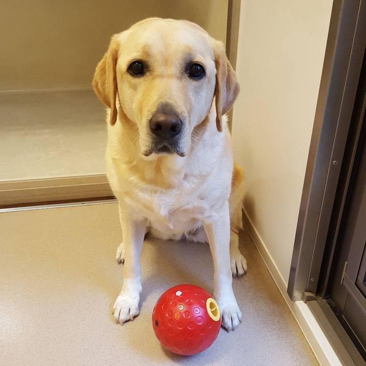 0c982315 8560 4c65 be4c 2b087843bdbf 1508892109767