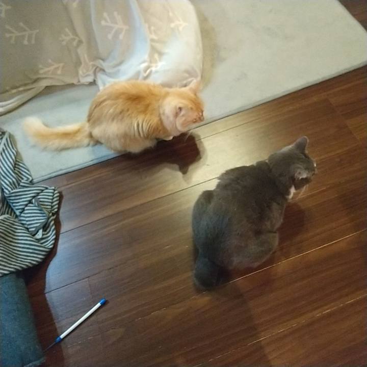 0c9b6829 a4aa 44f9 bfbf dba955a0ba93 1639182416379