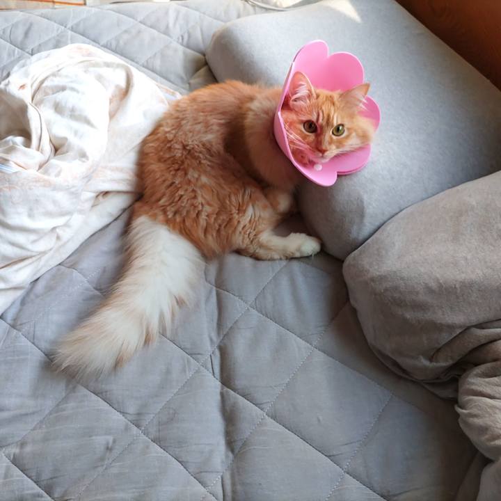 0c9e0c0b 374c 4120 86f0 66d34a135625 1687300152889