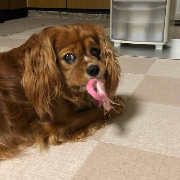 0c9e3e63 4c96 4237 aac7 6e5203fd65c2 1619701437324