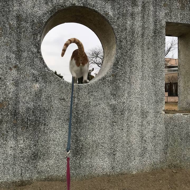 0c9e6f5f b7a4 48e5 950d cc727109288e 1512372531666