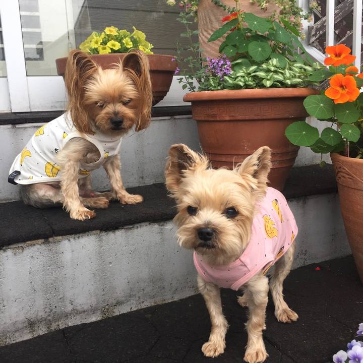 0c9f90c0 9fa9 4c18 8be3 03d5b6a05295 1593424215074