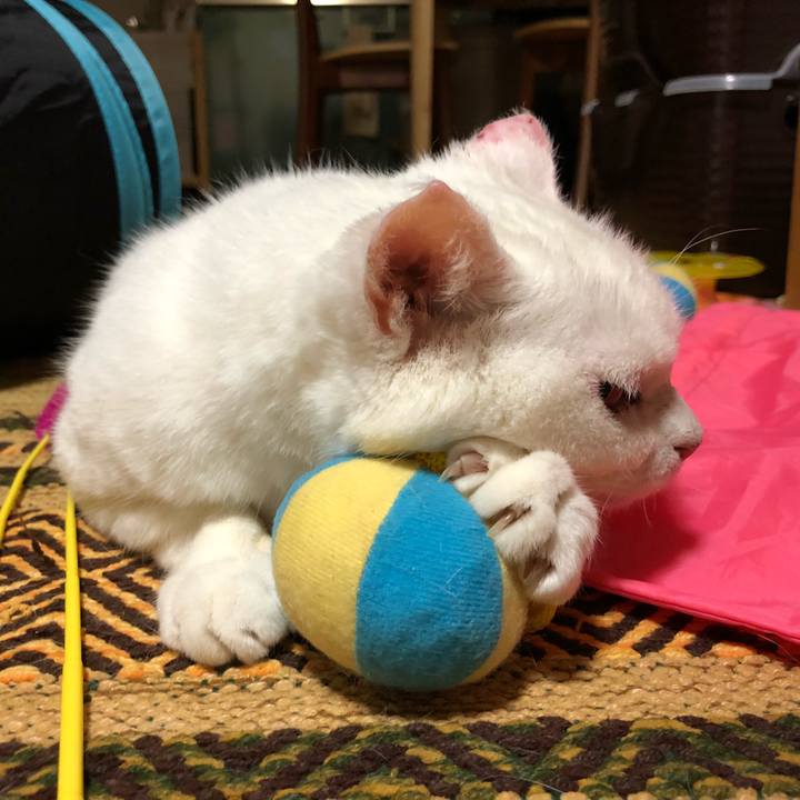 0ca15c39 4a1d 4de3 bb7c 24f2ed48ab11 1530866900506