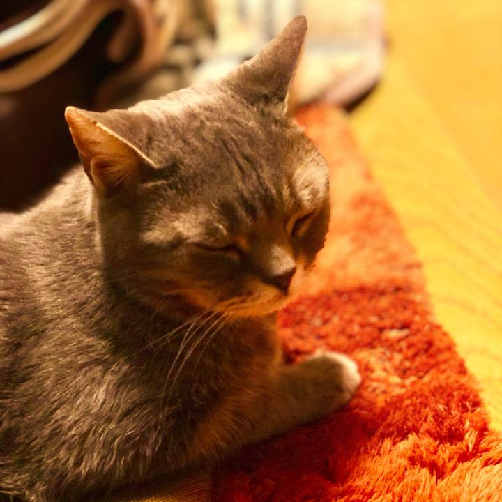 0ca1fa76 a268 42d5 aeef 080386929a67 1518350630578