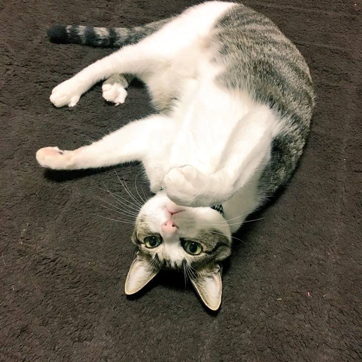 0ca51764 9de5 4beb 8877 62cff417959c 1542498972276