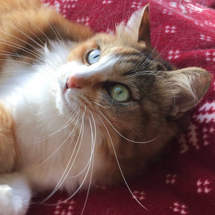 0ca7edc8 ede7 488b abd3 44b462764d4a 1575641524567