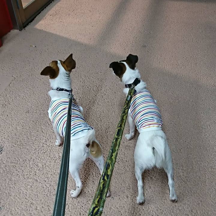 0caa2dcf f654 4adb a1d4 9f9f90a94e03 1528888139422