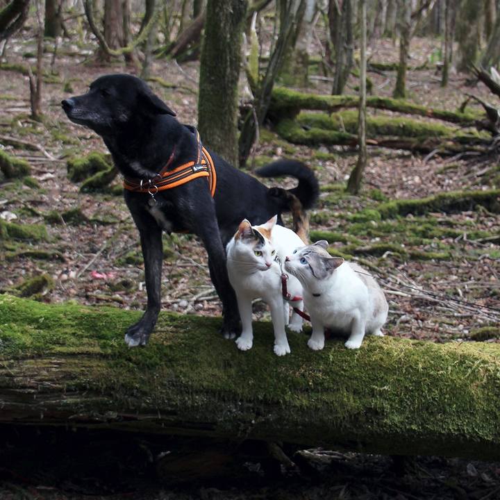 0cab15f6 8a87 4e69 acc7 6af325726e04 1619825106463