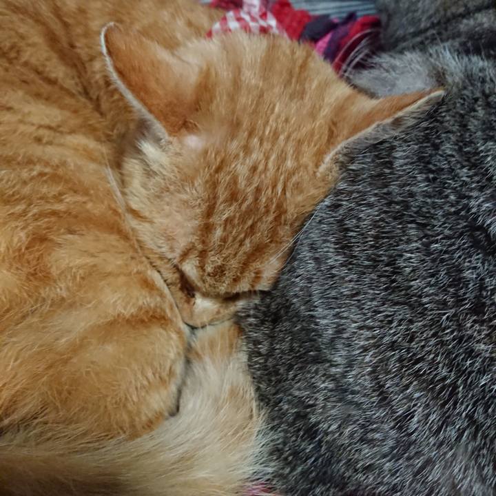 0cad0756 85a9 48e3 b355 0806d764e8b8 1558514678612