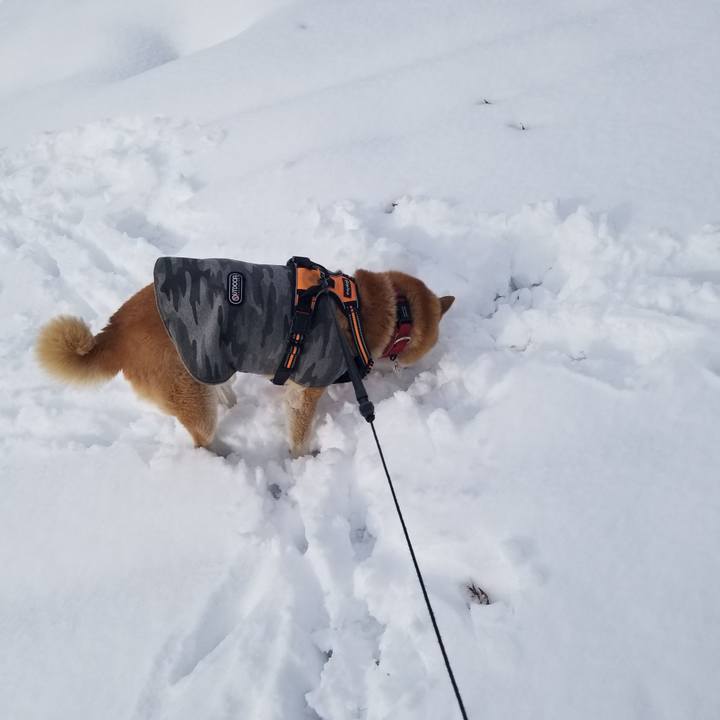 0cae260e 1a45 492d a8fd feedc873d340 1734247172855