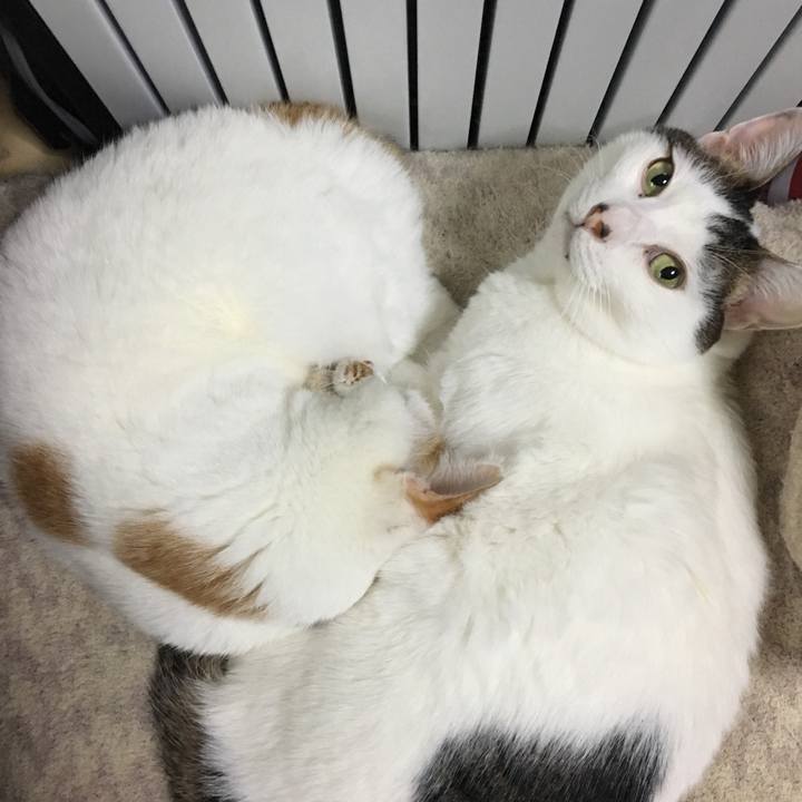 0cae5517 a96b 436c b8fe 3ce4fe5cdfb6 1545734721680