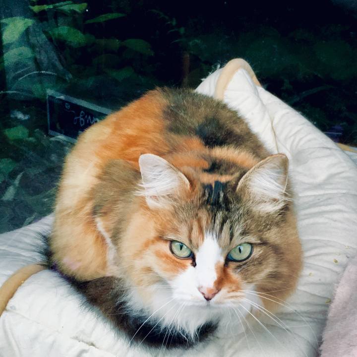 0cb00a89 a383 484f bc30 8694fa0af27d 1561517268277