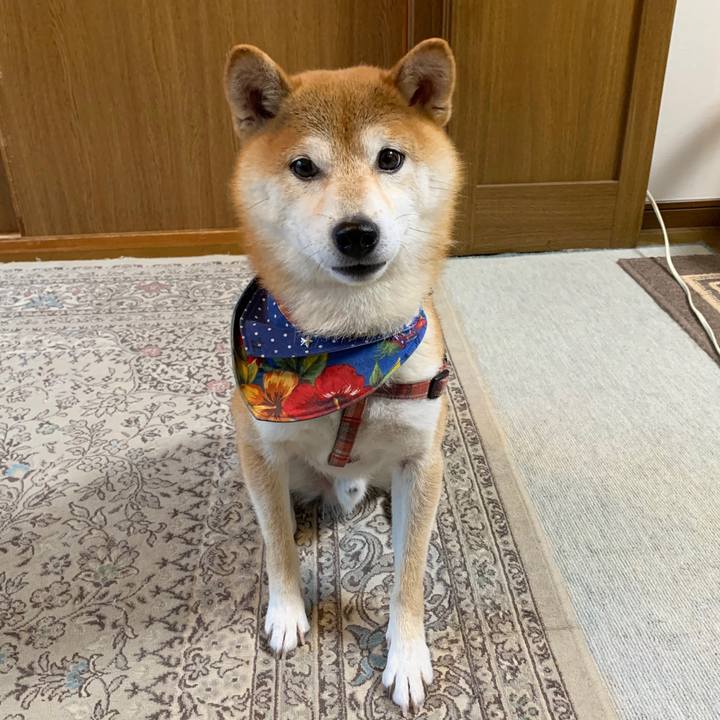 0cb35507 97e5 4e72 badd 97d8fcad4fa4 1571740413135