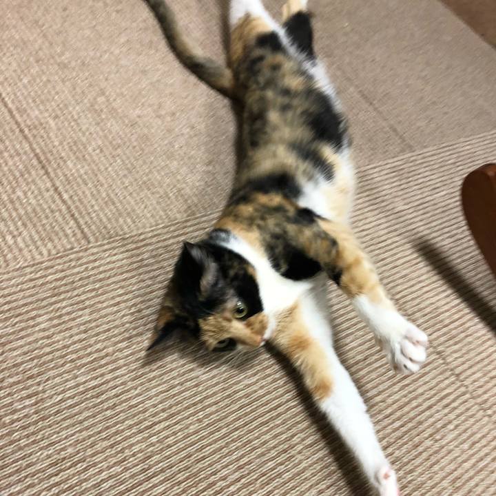 0cb42b0f 77c6 4341 856a 05bd47a287c6 1526729348632