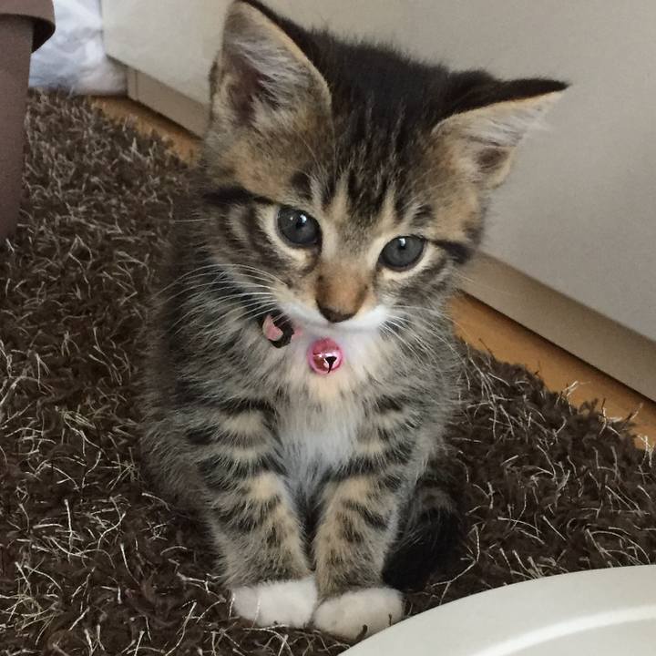 0cb6c266 c259 4fab a370 3687b47d1623 1545179901949