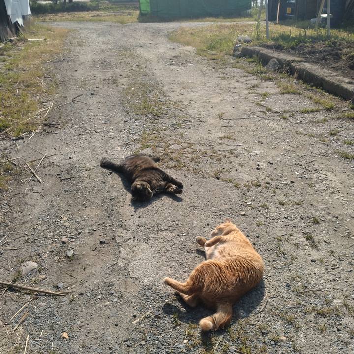 0cb851b1 66bb 41f2 9b1a bd00606acd86 1684282023259