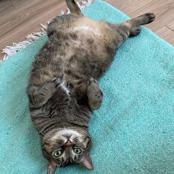 0cb90669 f5fc 41bb 837f b78360bed3e4 1691051448552