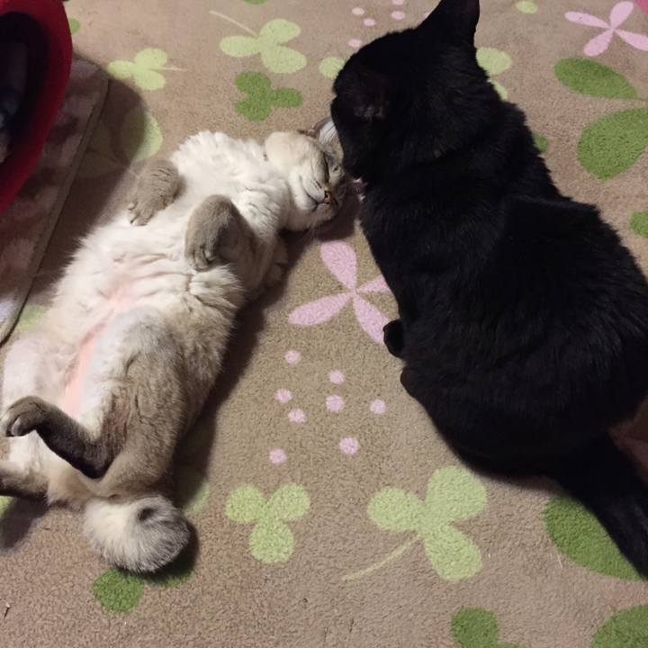 0cb98d24 1227 4446 a5c6 d4a5d4fc6e68 1526985415911