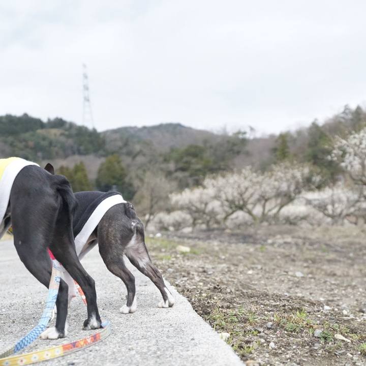 0cb9a43f 0807 4f54 b6bc 5fdfb5973c2e 1521207418983