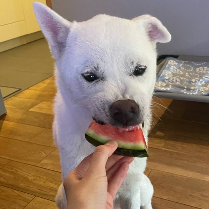 0cba395a 3dcb 4a56 b8f4 a3efc353c2da 1748521011761