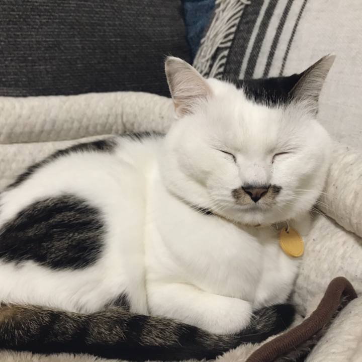 0cbb594f 73f1 4e67 b00e be41819432ac 1552991141855