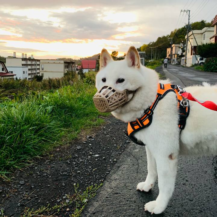 0cc4c3e0 9544 43d0 823f f1dbf34e2070 1633208051438