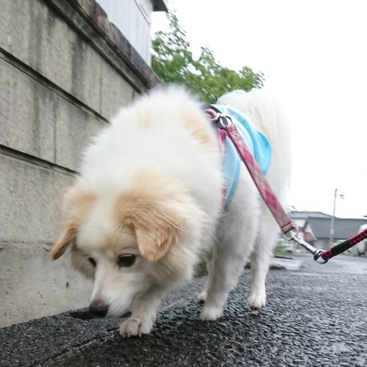 0cc5a87b a785 4794 b756 51b310f4e3c7 1536442161822