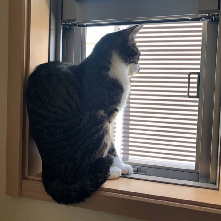 0cc85345 80db 458e 8dba 8a97bf95628c 1558210535255