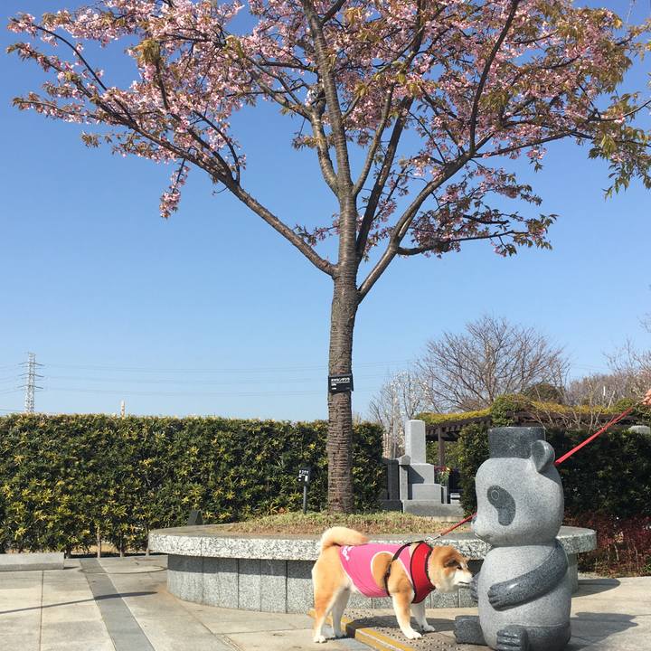 0cca0f6c 33c7 4f95 a5a4 8fbe4fa75d1f 1616052047455