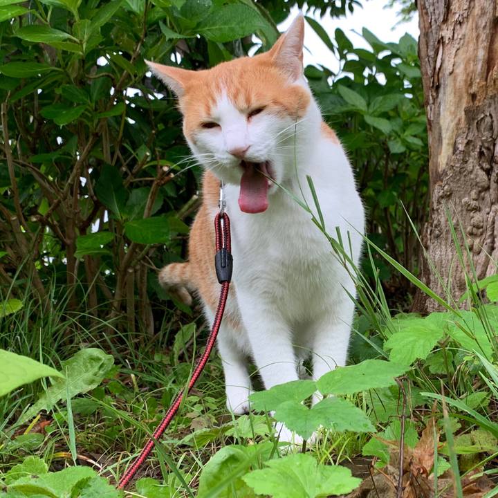 0cca3c66 7798 4721 9624 26d6910186dc 1594109091324