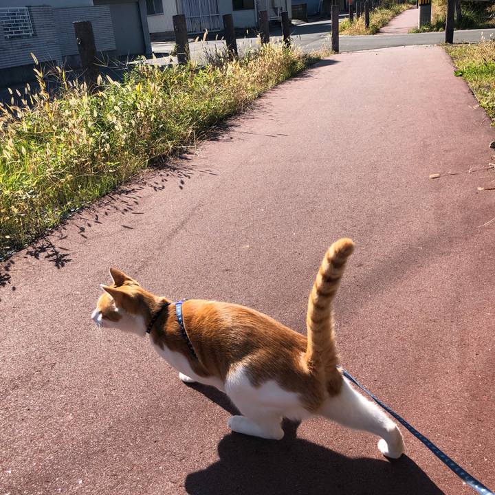 0ccb3f6e 1c56 44e6 90e4 78c7192ea7de 1541221362562