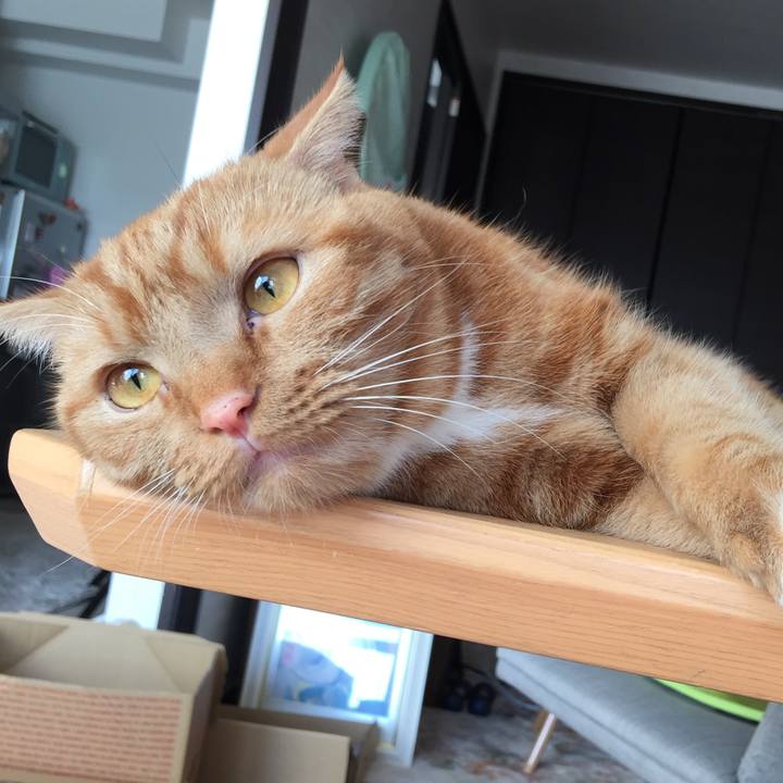 0ccc5f6f d49e 422d a946 1a6e36207e68 1541376623955