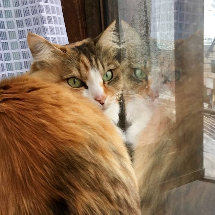 0ccdf314 4480 488d 931a ea68ecbfbed6 1583466705441