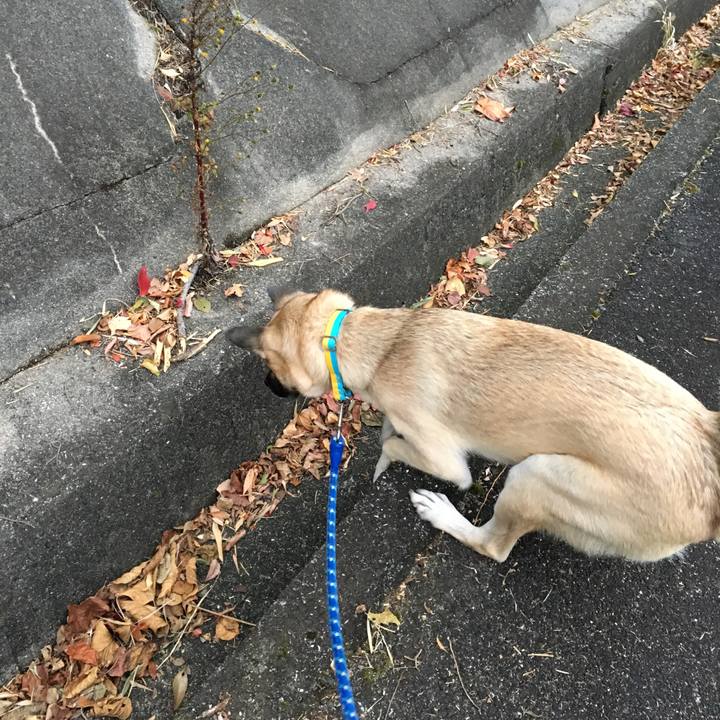 0cce49e5 a66f 4515 abee 5e33002a88a6 1511692298553