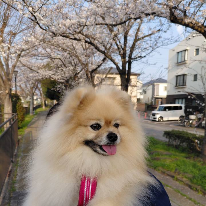 0ccf3a9f a044 407b af5b d4a3951d5866 1774784889520