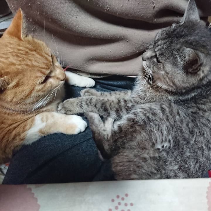 0ccf82bf ff06 4e81 a220 eb0e93a2f3a8 1575157531133