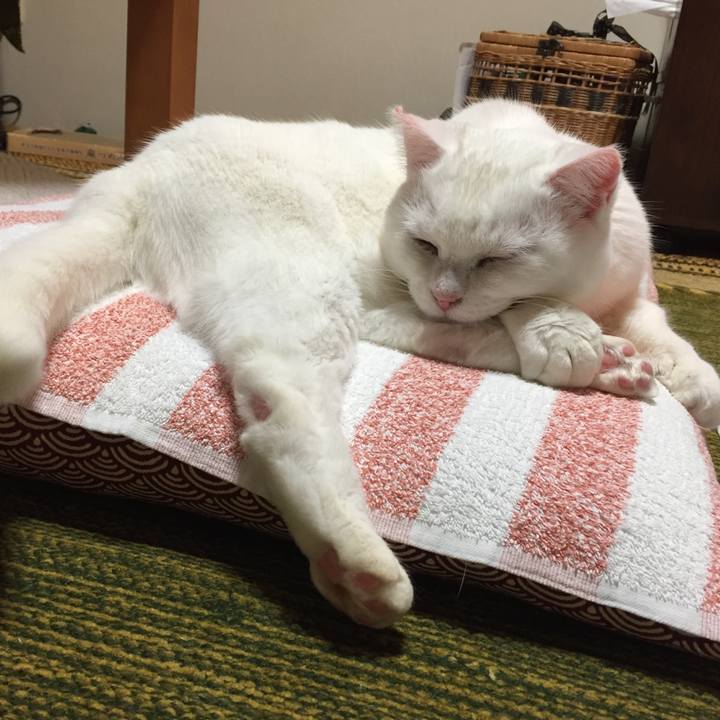 0cd00916 5223 4871 8331 a0261b346857 1513864929882