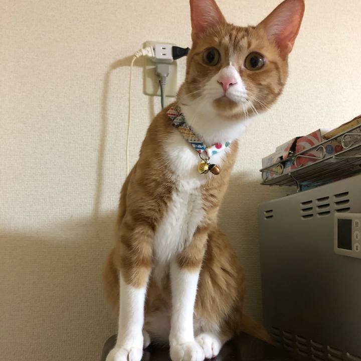 0cd0f32c da40 4416 b51c 2f0b169103d8 1576414511397